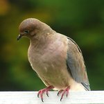 Mourning Dove