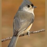 Tufted Titmouse