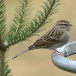 Sparrow