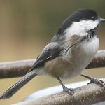 Chickadee