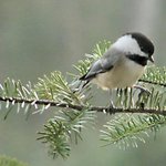 Chickadee