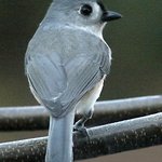 Tufted Titmouse
