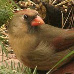 Cardinal