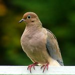 Dove