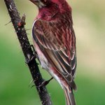 Purple Finch