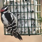 Downy Woodpecker