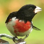 Rose breasted Grosbeak