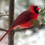 Cardinal