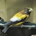 Evening Grosbeak