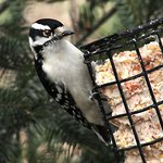Downy Woodpecker