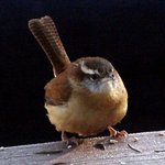 Wren