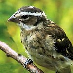 Baby Grosbeak