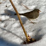 Slate gray Junco