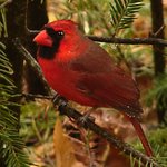 Cardinal