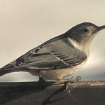Nuthatch