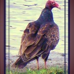 Turkey Vulture
