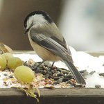 Chickadee