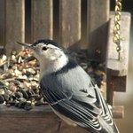 Nuthatch