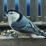 Nuthatch
