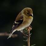 Goldfinch