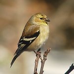 Goldfinch