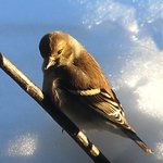 Goldfinch