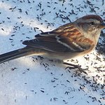 Sparrow
