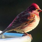 Purple Finch