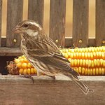 Finch