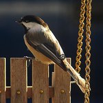 Chickadee