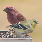 Finches