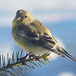 Goldfinch