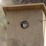 Nuthatch