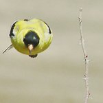 Goldfinch Rocket