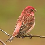 Purple Finch
