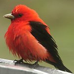 Scarlet Tanager