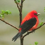 Scarlet Tanager