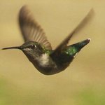 Ruby throated Hummingbird