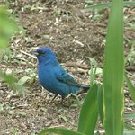 Indigo Bunting