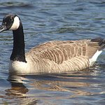 Canada Goose