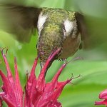 Feeding Hummer