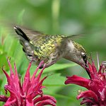 Golden Hummingbird