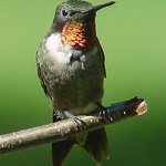 Ruby Throated Hummer