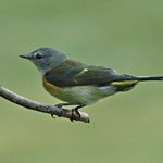 Connecticut Warbler