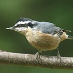Nuthatch