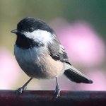Chickadee