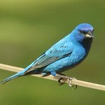 Indigo Bunting