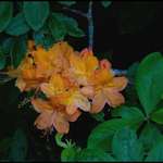 Flame Azalea