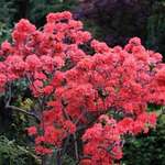 Azalea Springtime in Vancouver