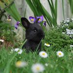 Baby Bunny 1st outside outing